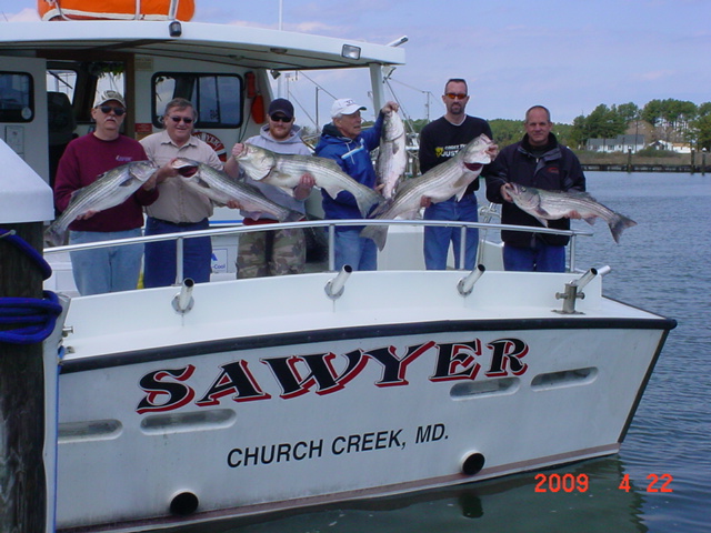 Maryland Rockfish, Striped Bass, Stripers!