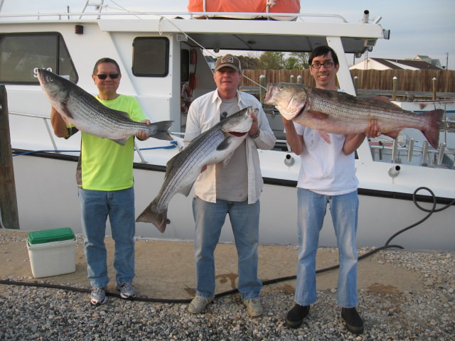 Three More BIG Rockfish! Maryland Chesapeake Bay Fishing Charters