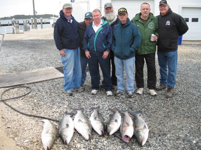 BIG Striped Bass From Maryland's Chesapeake Bay!