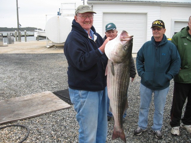 Maryland Chesapeake Bay Striped Bass Fishing Charters