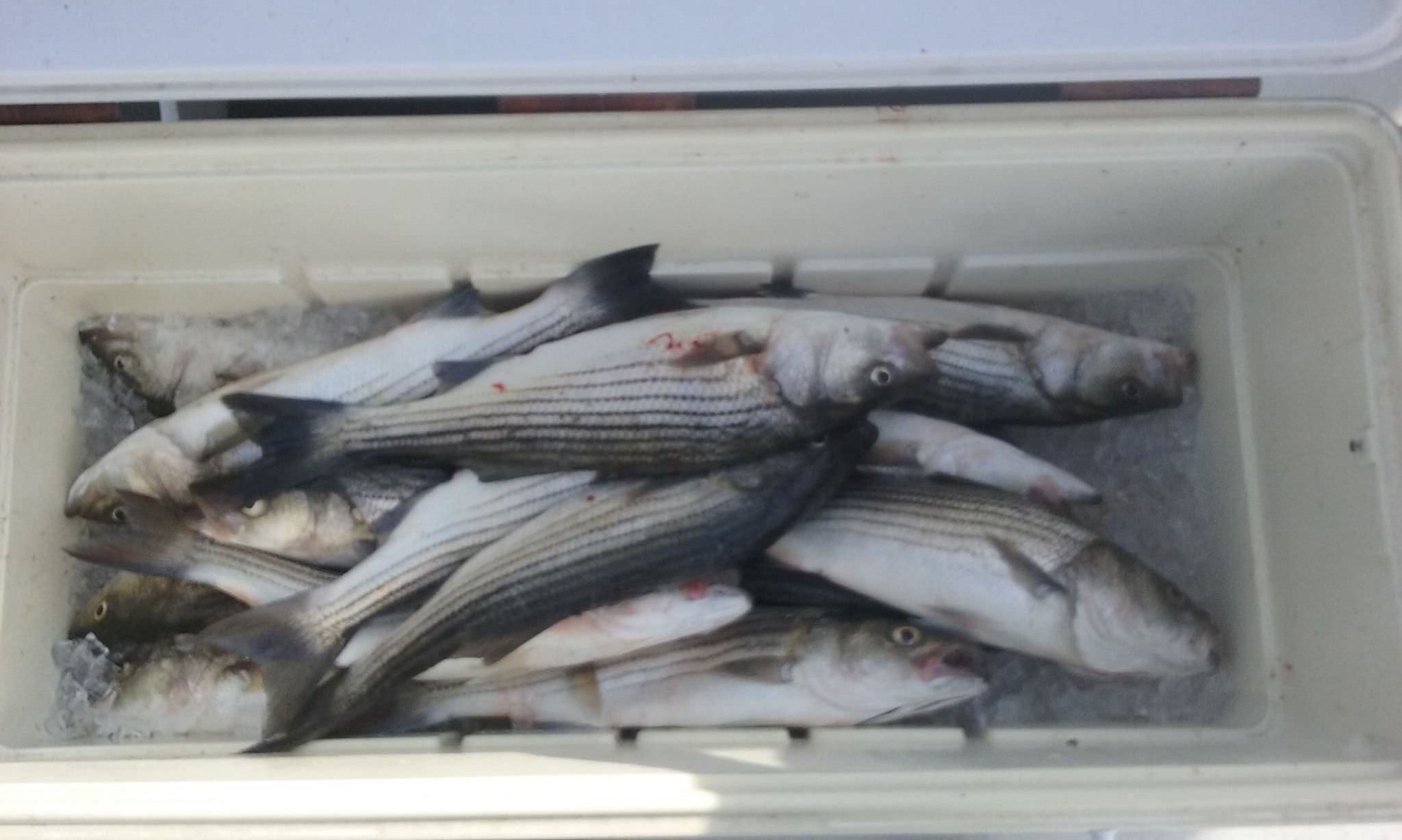 More Rockfish From The Chesapeake Bay!