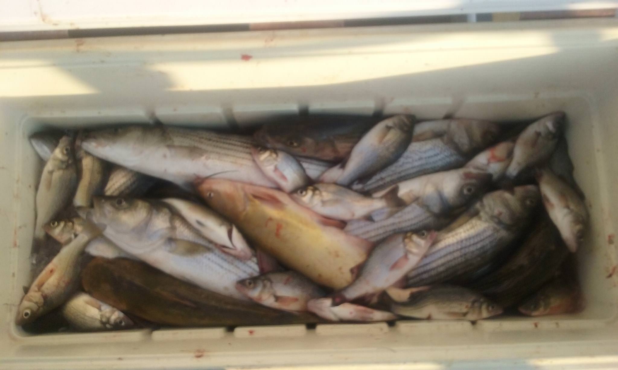 Rockfish, White Perch, and even some Catfish!