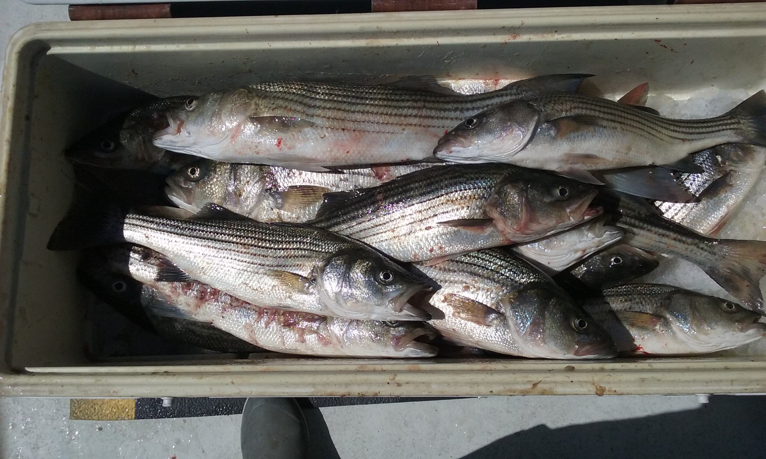A Limit of Maryland Rockfish with Light Tackle and Chum!