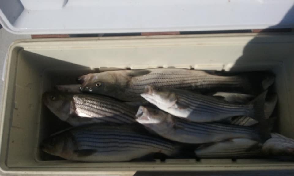 A Full Limit of Maryland Rockfish, Caught on the Eastern Shore!