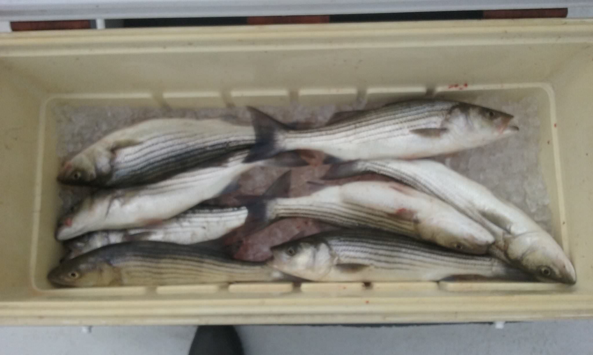 Maryland Rockfish Caught By Live-Lining On The Chesapeake Bay!