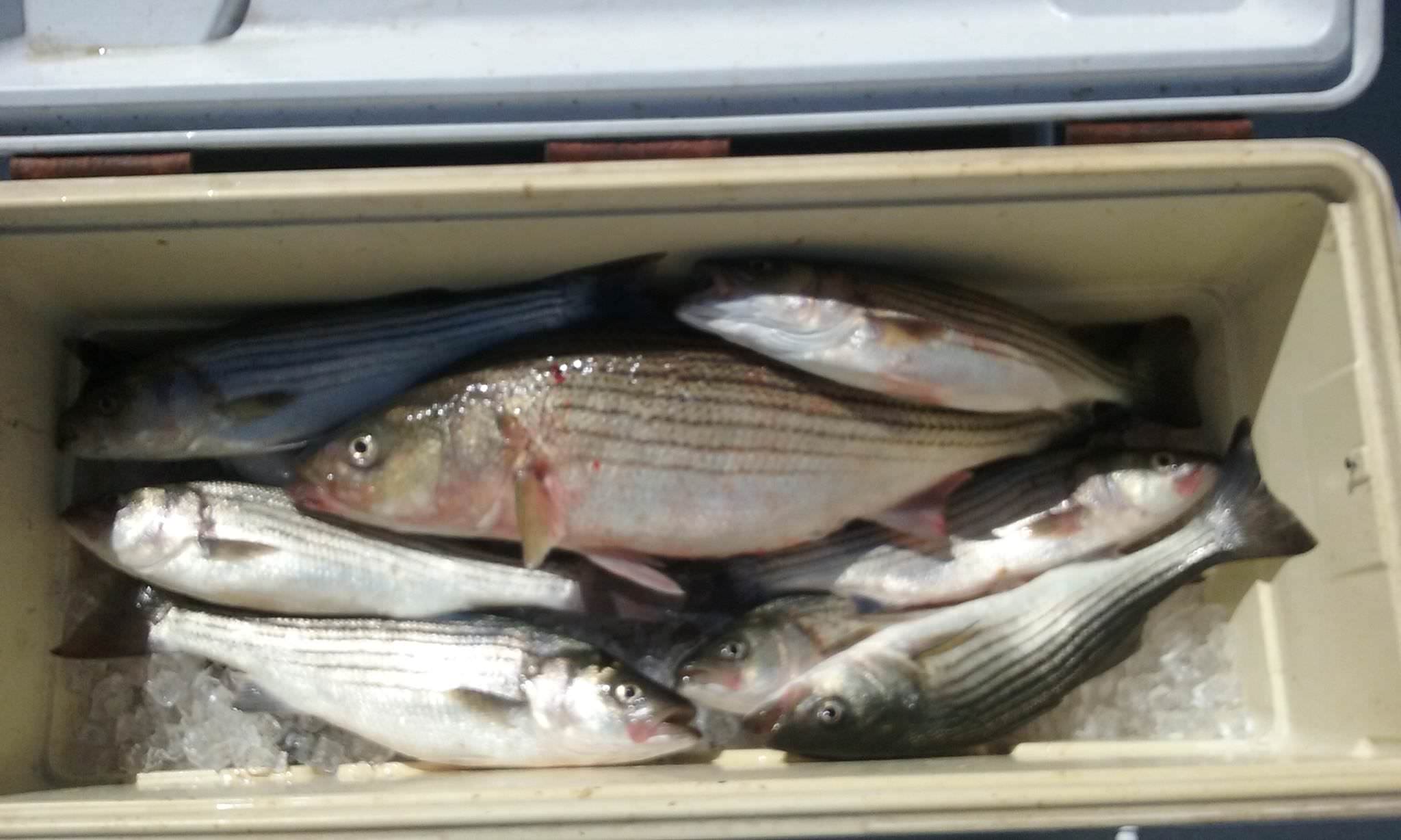 Another Cooler Full Of Maryland Striped Bass!