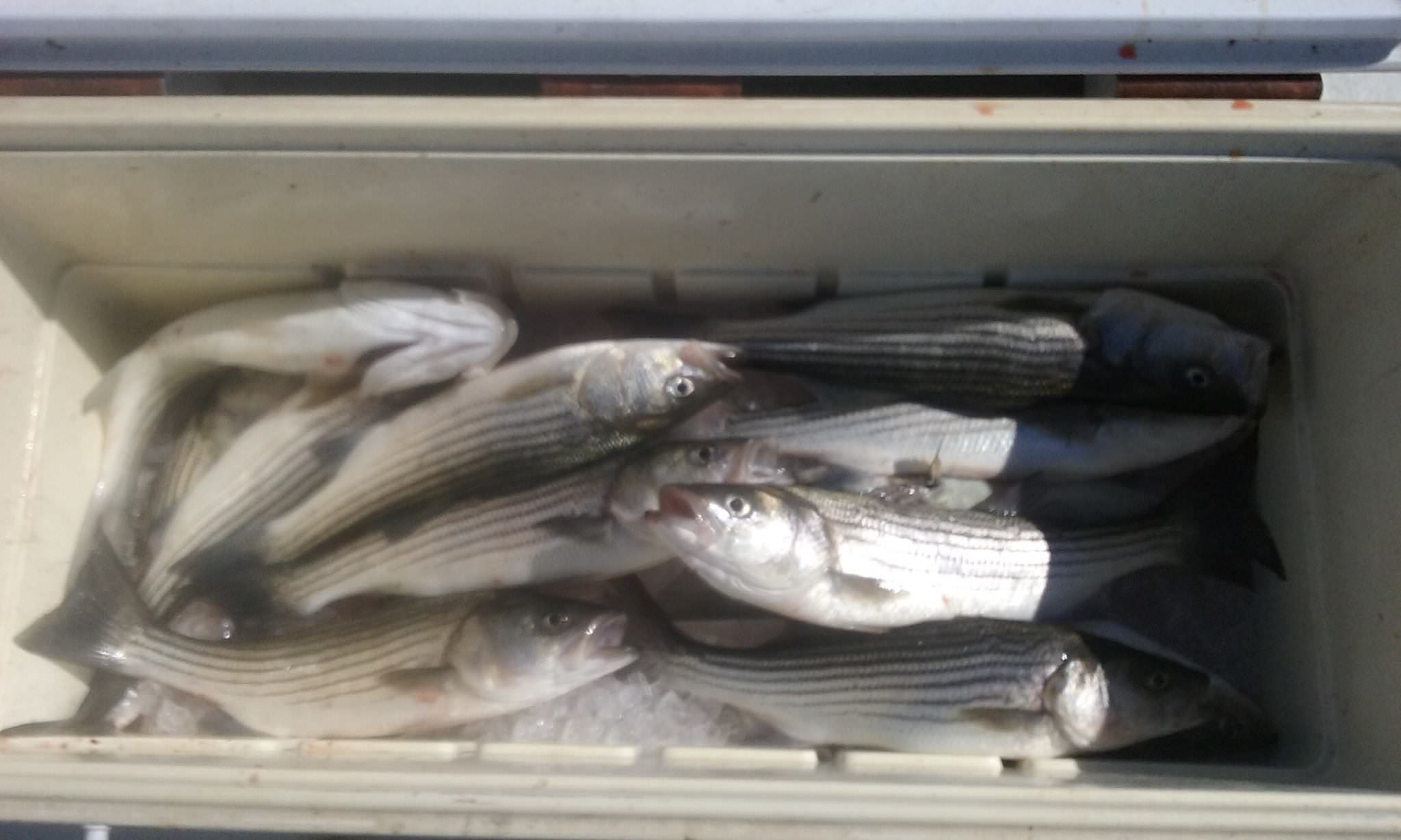 Another Limit Of Chesapeake Bay Rockfish!