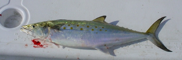 Spanish Mackerel Caught on the Chesapeake Bay!